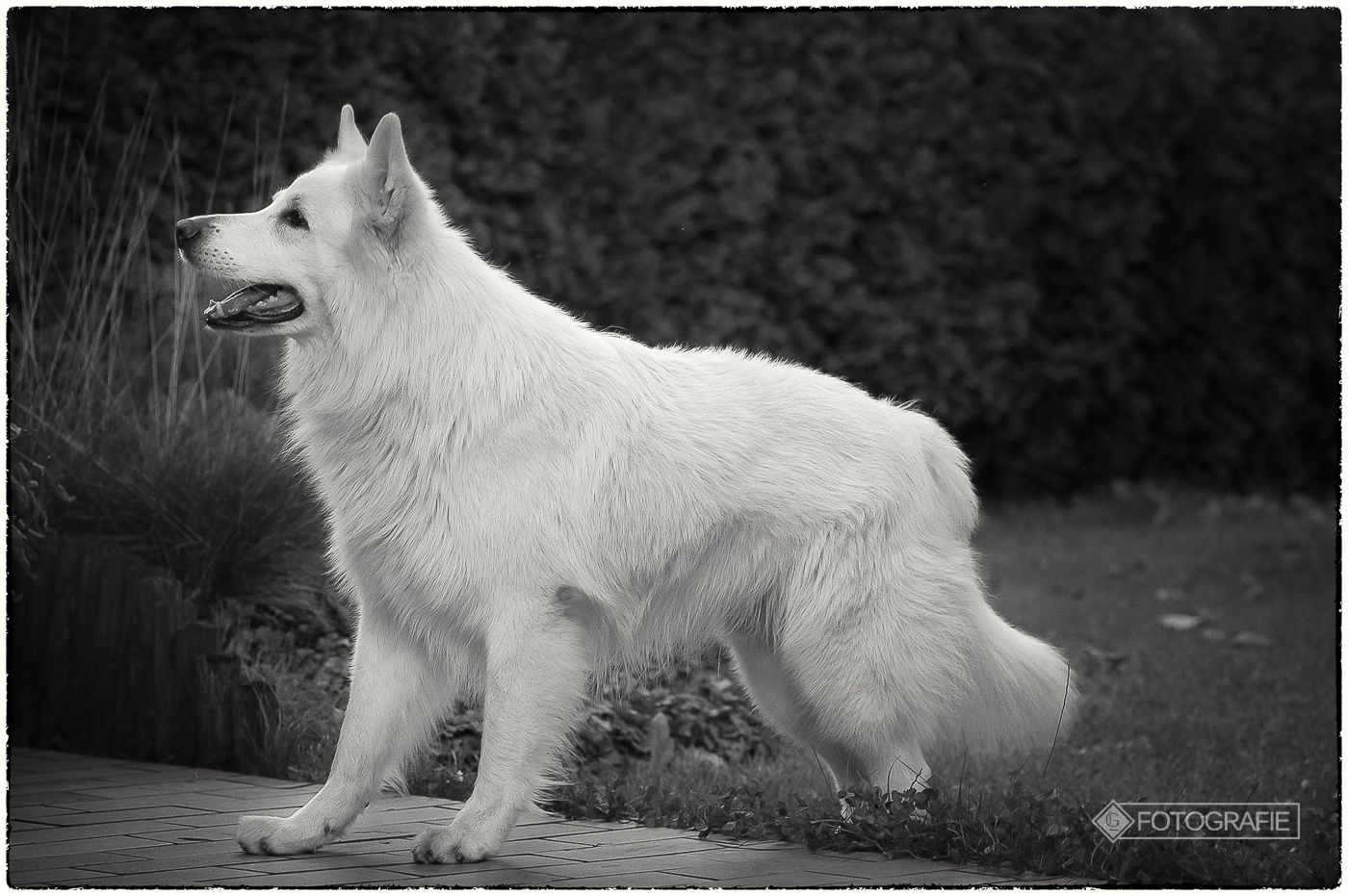 White shepherd 18